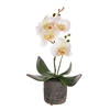 DUE MAY Potted Mini Orchid - Cream 36cm