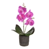 DUE MAY Potted Mini Orchid - Fuchsia 36cm