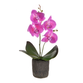 DUE MAY Potted Mini Orchid - Fuchsia 36cm