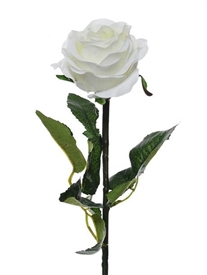 Prize Rose Medium White 62cm