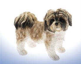 Brown & White Shihtzu 9.7cm