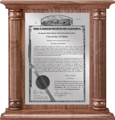 Patent Plaques Custom Wall Hanging Column PVP Plaque - 12" x 12.5" Silver and Walnut.