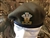 Royal Welsh Regiment Beret + Badge Warrant Officers Beret and Badge