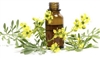 Litsea Cubeba Essential Oil (May Chang)