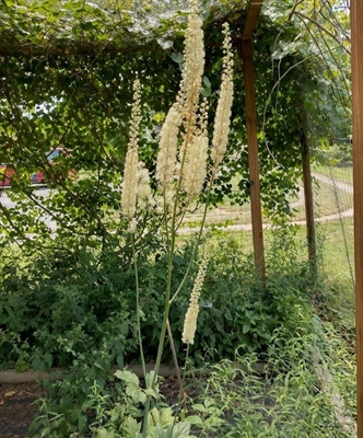 Black Cohosh