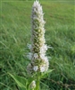 Purple Giant Hyssop