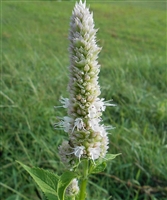 Purple Giant Hyssop