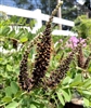 False Indigo Bush