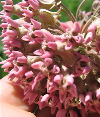 Common Milkweed