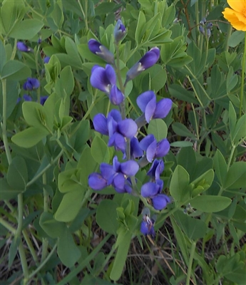 Blue Wild Indigo