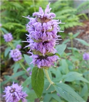 Downy Wood Mint