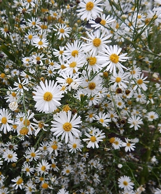 False Aster