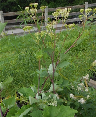 Pale Indian Plantain