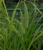 Fringed Sedge