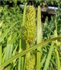 Cattail Sedge