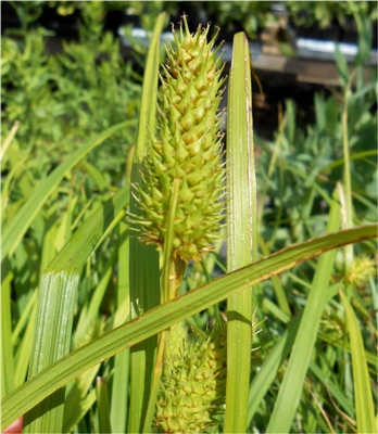 Cattail Sedge