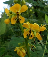 Wild Senna