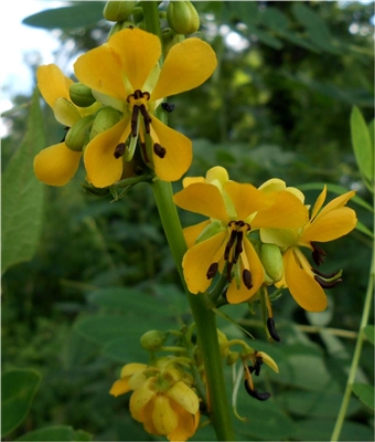 Wild Senna