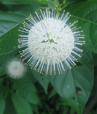 Buttonbush