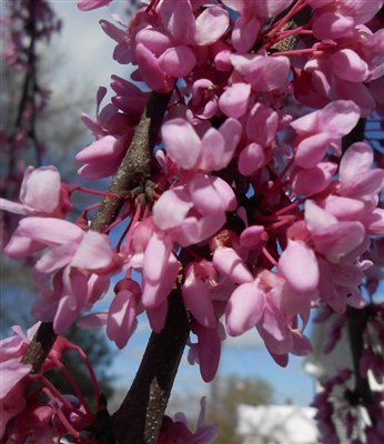 Eastern Redbud