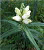 White Turtlehead