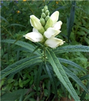 White Turtlehead