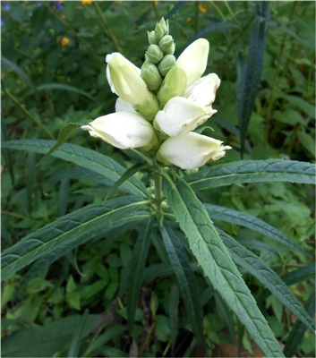 White Turtlehead