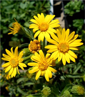 Maryland Golden Aster