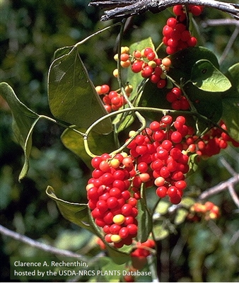 Carolina Snailseed