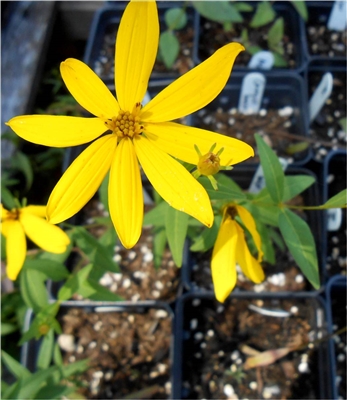 Greater Coreopsis