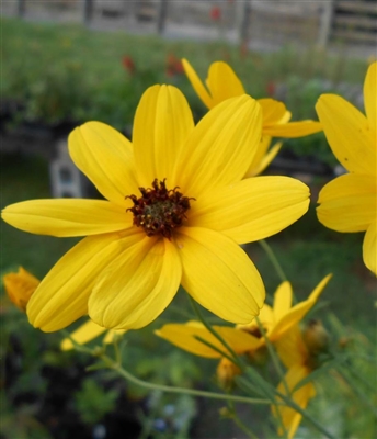 Tall Coreopsis