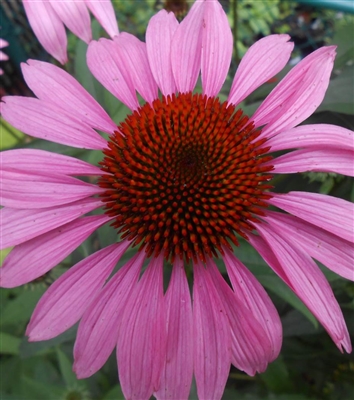 Purple Coneflower