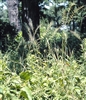 Bottlebrush Grass