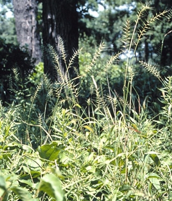 Bottlebrush Grass