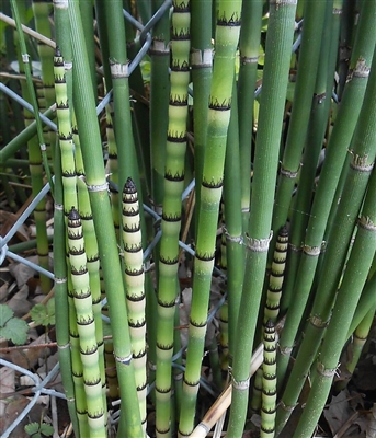 Scouringrush Horsetail