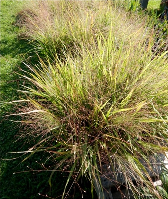 Purple Lovegrass