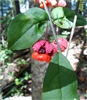 Strawberry Bush