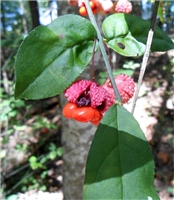 Strawberry Bush