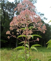 Joe Pye Weed