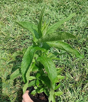 Common Boneset