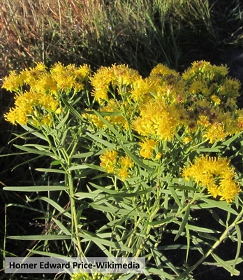 Grass-leaved Goldenrod