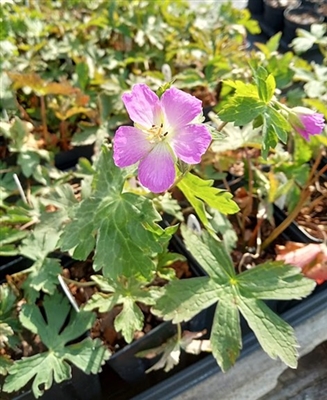 Wild Geranium