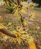 Witch Hazel