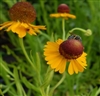 Purple-headed Sneezeweed