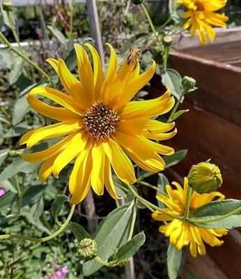 Jerusalem Artichoke