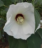 Rose Mallow