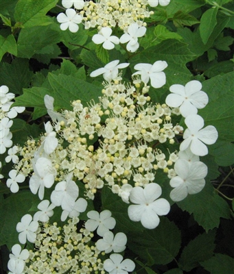 Wild Hydrangea