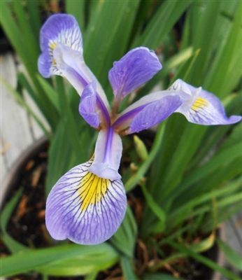 Southern Blue Flag Iris