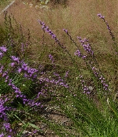 Dwarf Blazing Star