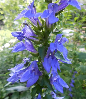 Great Blue Lobelia